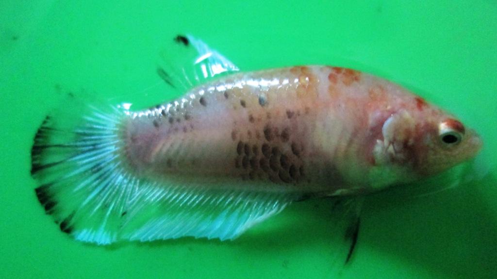 Jual Ikan Cupang Fancy Koi Murah Khusus Grosir Cupang 