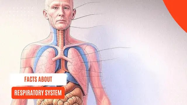 25 Must-Know Facts About the Respiratory System 🌬️