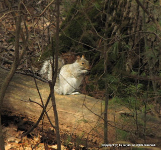 Gray Squirrel