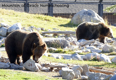 Grizzly & Wolf Center