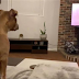 Σκύλος παρακολουθεί τον «Βασιλιά των Λιονταριών» και κλαίει όταν πεθαίνει ο μπαμπάς του Σίμπα (Video)