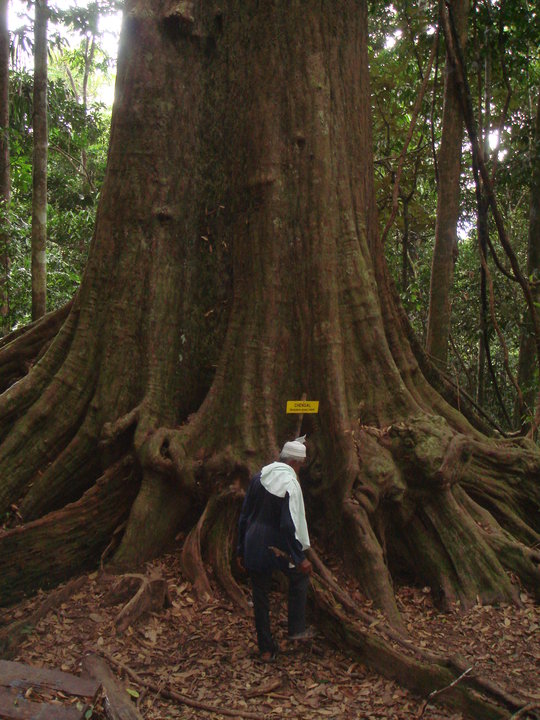  Kayu  Chengal