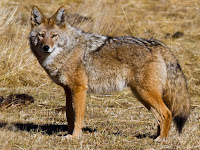 Coyote Animal Pictures