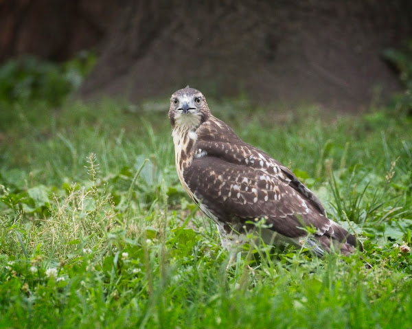 Tompkins Square red-tail fledgling 14