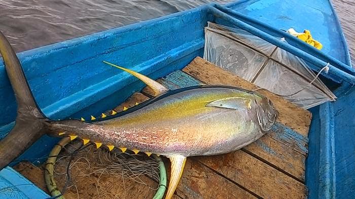 Sembelih Ikan Tuna di Laut Manipa di Rekam Dari Ponsel 