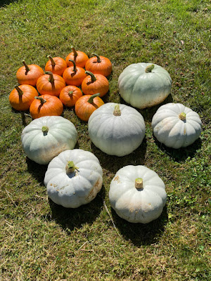 Our Baby Bear and Gray Crown pumpkin harvest.