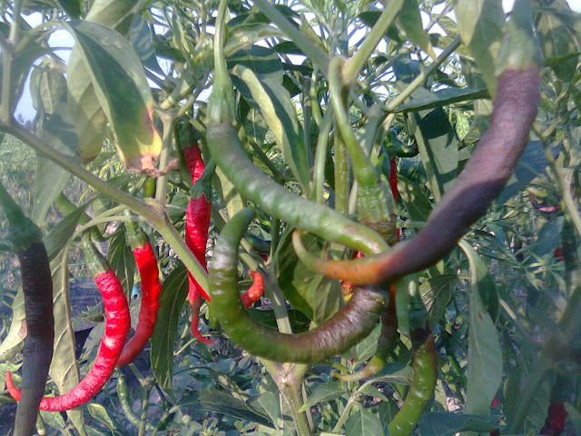 Curah Hujan Tinggi, Buah Cabe Busuk dan Bunga Banyak Yang Rontok