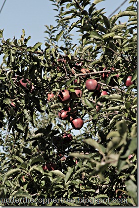 apples5