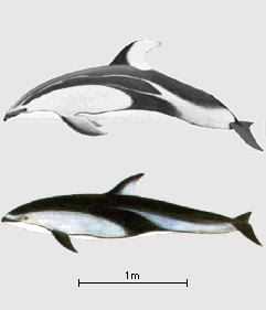 delfin de pacifico de franjas blancas Lagenorhynchus obliquidens