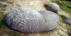  Τα «trovants» είναι ότι πιο περίεργο υπάρχει στη γη, καθώς χαρακτηρίζονται ως «ζωντανά» βράχια!  Πρόκειται για παράξενους βράχους σε διάφορ...