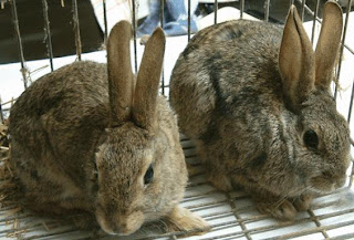Conejos con orejas bien paradas