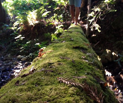 trees, forest, apple valley lane, watsonville, countryside, forest photography, tree photography, nature, beauty, natural beauty, moss, moss covered log, fallen trees