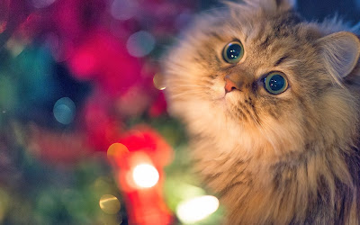 close-up-cat-lights-photo-wallpaper-1920x1200