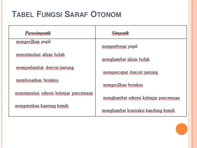 Fungsi sistem saraf otonom simpatik dan parasimpatik