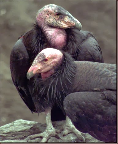 CONDOR EXHIBIT