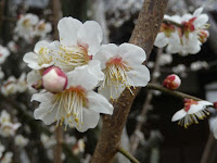 白色で単弁の花を咲かしていた。