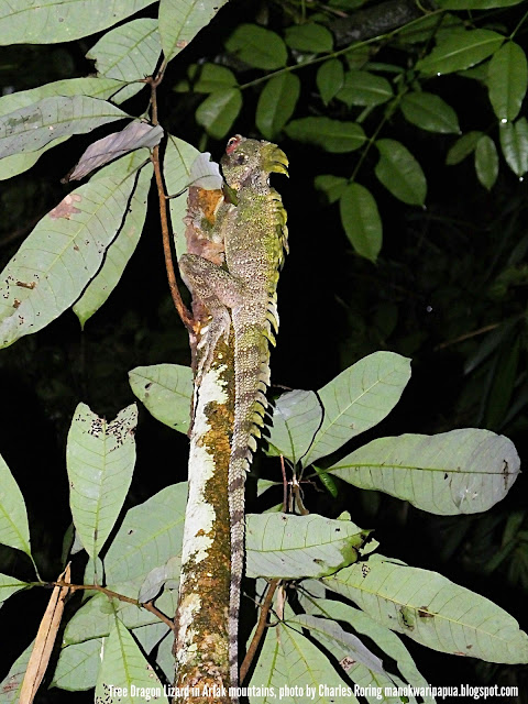 Forest dragon lizard