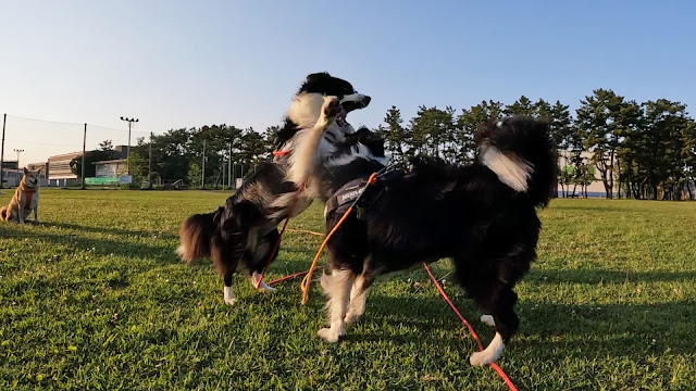 保護犬 ボーダーコリー トーマ