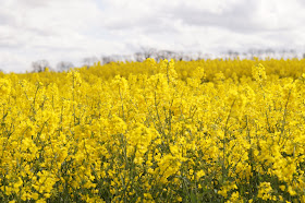 the wild Norfolk countryside circular walk