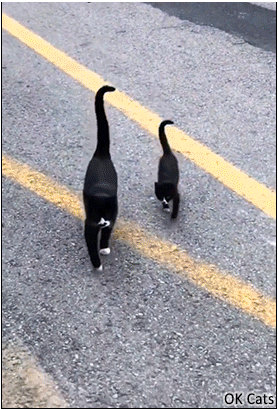 Funny Kitten GIF • Tuxedo cat and her Mini me Tuxedo kitty crossing the road in sync [ok-cats.com]