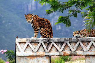 Anuncian nuevas estrategias para la conservación del jaguar