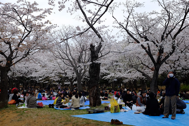 Hanami Sakura Yoyogi Park Shibuya 渋谷 代々木公園花見