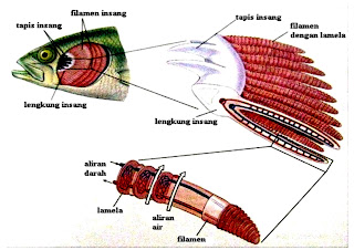 Berbicara penafasan hewan memang tidaklah satu sistem TUGAS BIOLOGI TENTANG  SISTEM PERNAFASAN IKAN