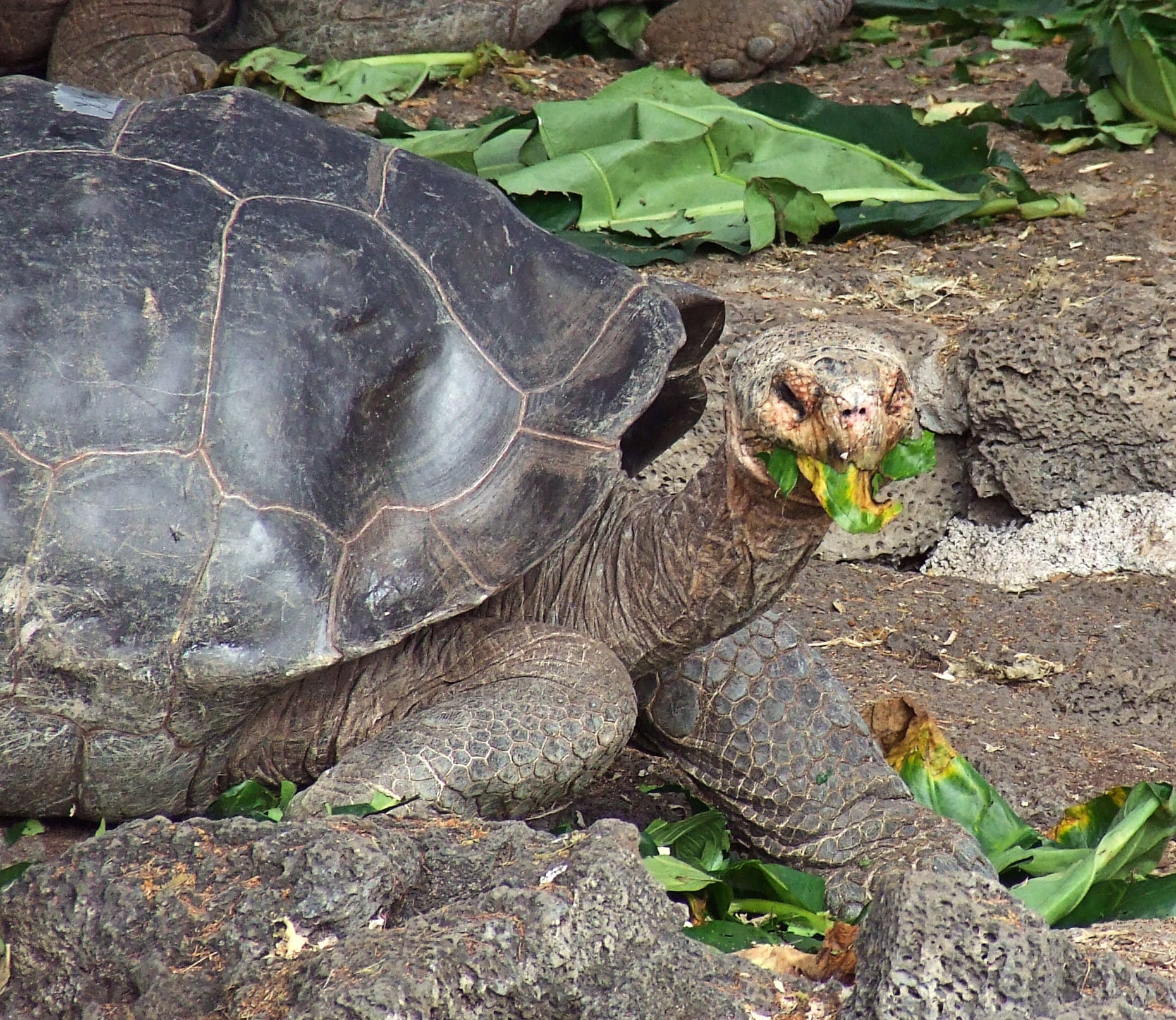 About The Galapagos Islands Giant Tortoise