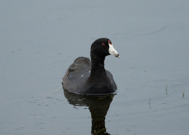 American Coot - Merritt Island, Florida