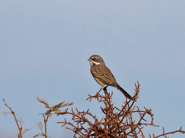 Bell's Sparrow