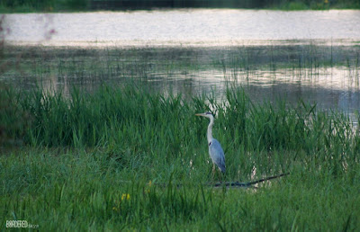 Ardea cinerea