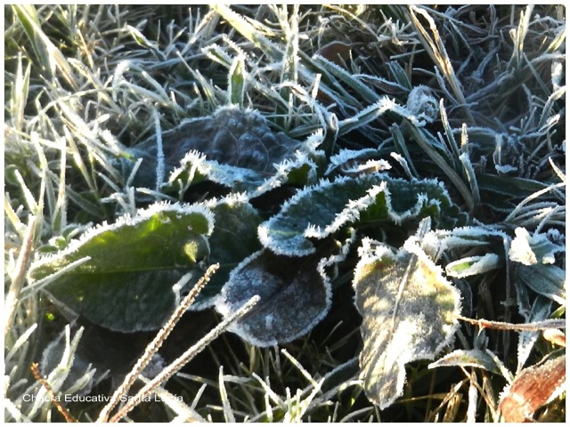 Cristales de hielo se formaron en las hojas - Chacra Educativa Santa Lucía