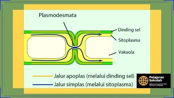 Gambar Plasmodesmata Pada Sel Tumbuhan