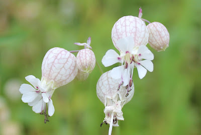 Blaassilene - Gewoane Klint - Silene vulgaris