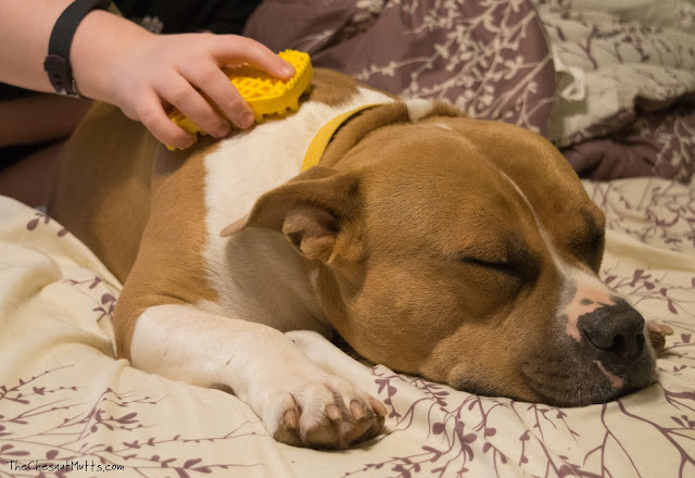 Fezzik enjoying a massage from the Furbliss brush