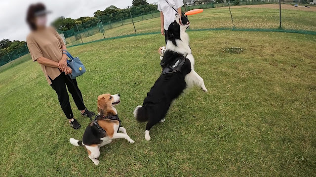 保護犬 ボーダーコリー トーマ