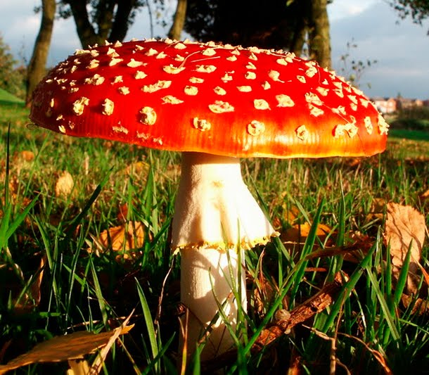 Amanita Muscaria