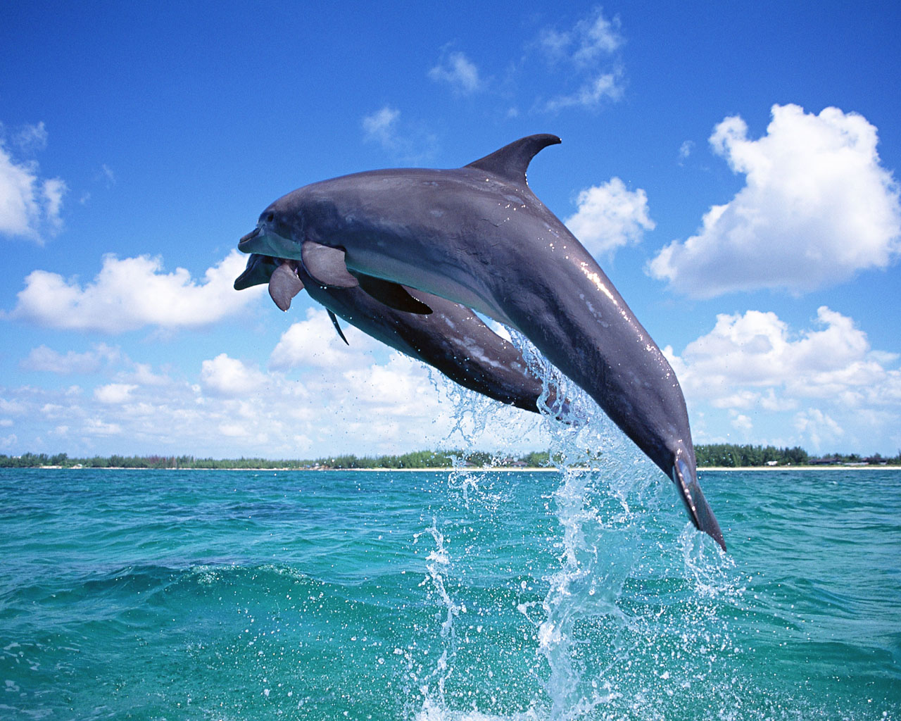 Dolphin Wallpaper 1