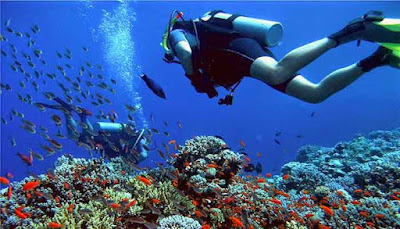 Diving Di Pulau Menjangan