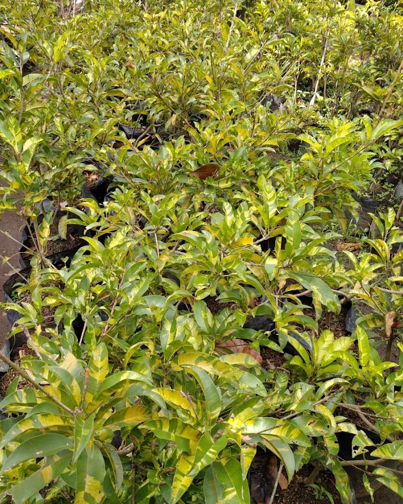 sawo variegata di pekanbaru