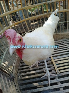 Ayam Bekisar Putih