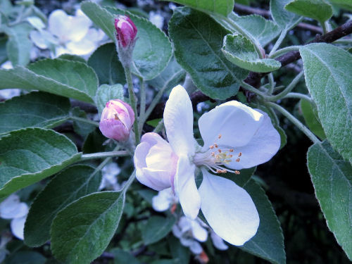 apple blossoms