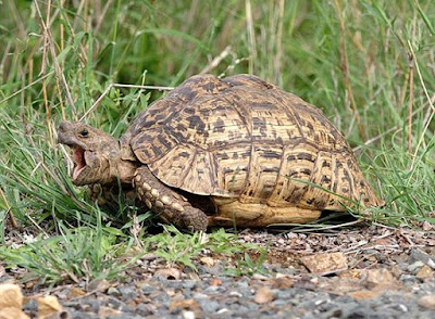 Leopard Tortoise