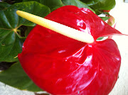 COOLimagens: FLORES
