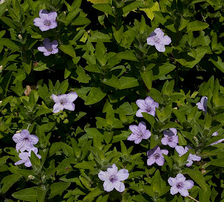 Wild petunia (Ruellia humilis)