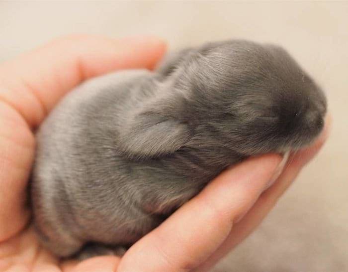 fluffy bunny, fluffy rabbit, bunny fluffy, fluffy bunnies, fluffy rabbits, rabbit fluffy