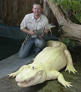 buaya putih