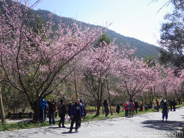 Wuling Farm cherry blossoms