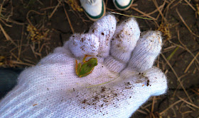 Green frog in white gloved hand