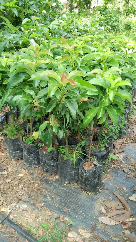 tanaman buah alpukat aligator bibit mint grosir Pitu Raise